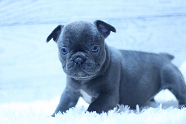 Prada French Bulldog Prada French Bulldog