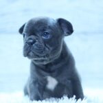 Prada-female-French-Bulldog-puppy-for-sale-2