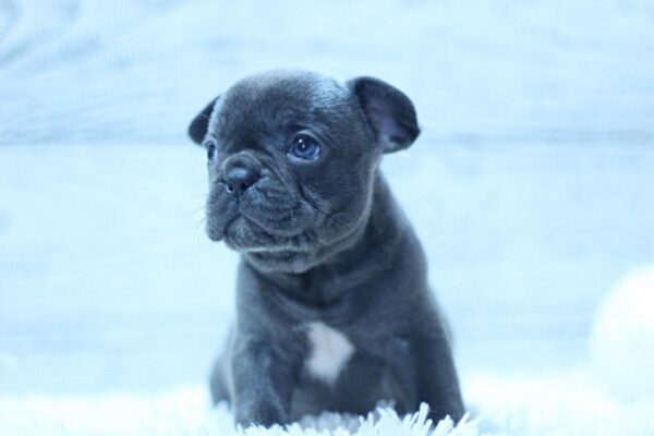 Prada French Bulldog Prada French Bulldog