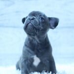 Prada-female-French-Bulldog-puppy-for-sale-3