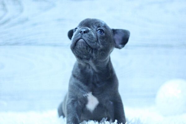 Prada French Bulldog Prada French Bulldog