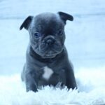 Prada-female-French-Bulldog-puppy-for-sale-4