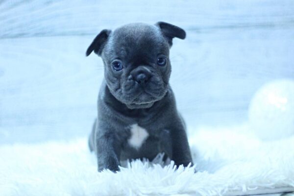 Prada French Bulldog Prada French Bulldog