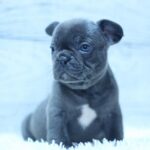 Prada-female-French-Bulldog-puppy-for-sale-5