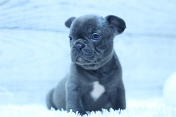 Prada French Bulldog Prada French Bulldog