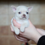 Prody-male-Chihuahua-puppy-for-sale-1