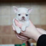 Prody-male-Chihuahua-puppy-for-sale-2