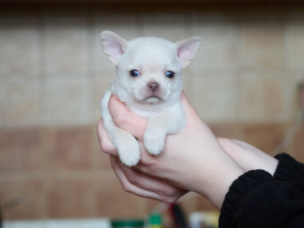 Prody Chihuahua Prody Chihuahua