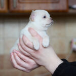 Prody-male-Chihuahua-puppy-for-sale-3