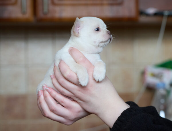 Prody Chihuahua Prody Chihuahua