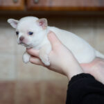 Prody-male-Chihuahua-puppy-for-sale-4