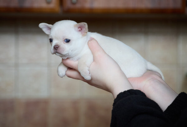 Prody Chihuahua Prody Chihuahua