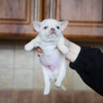Prody-male-Chihuahua-puppy-for-sale-5