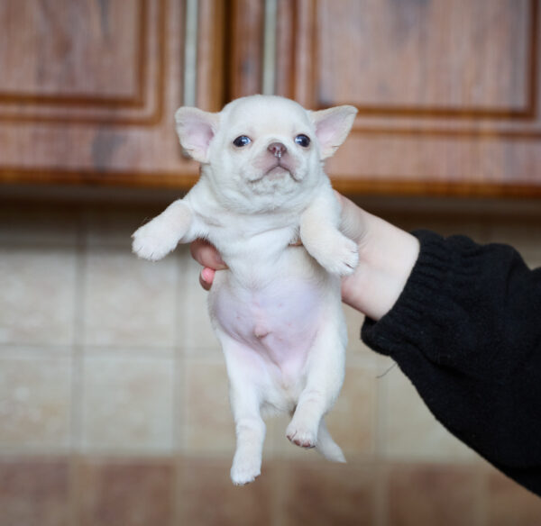 Prody Chihuahua Prody Chihuahua