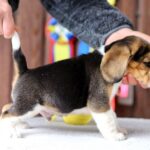 Pryanik-male-Beagle-puppy-for-sale-1