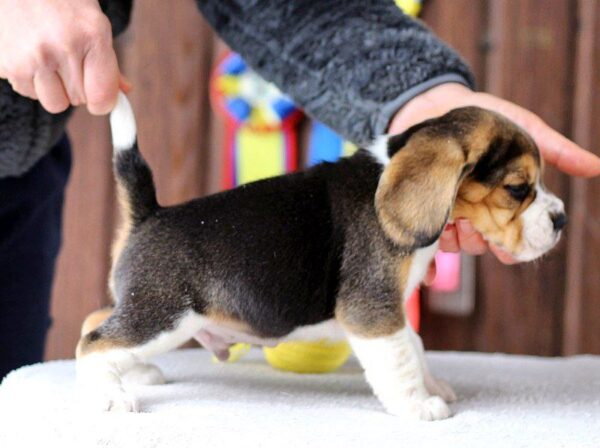 Pryanik Beagle Pryanik Beagle