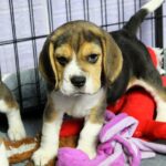 Pryanik-male-Beagle-puppy-for-sale-2