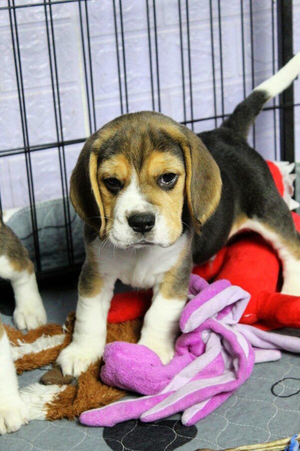 Pryanik Beagle Pryanik Beagle