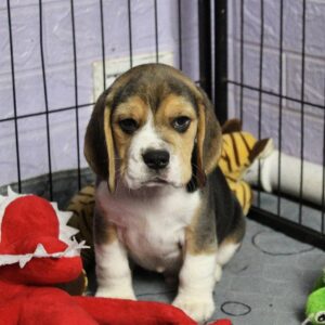 Pryanik Beagle Pryanik Beagle