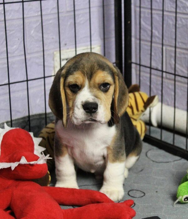 Pryanik Beagle Pryanik Beagle