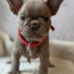Raila-female-french-bulldog-puppy-for-sale-1 (1)