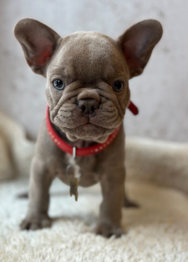 Raila French Bulldog Raila French Bulldog