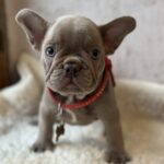 Raila-female-french-bulldog-puppy-for-sale-1 (2)