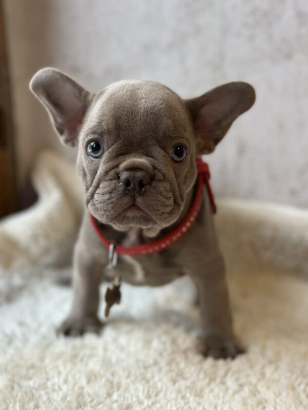 Raila French Bulldog Raila French Bulldog