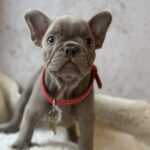 Raila-female-french-bulldog-puppy-for-sale-1 (3)