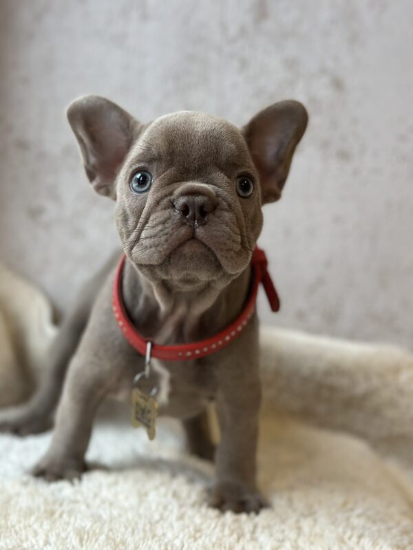 Raila French Bulldog Raila French Bulldog