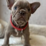 Raila-female-french-bulldog-puppy-for-sale-1 (4)