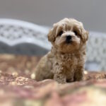 Raila-female-maltipoo-puppy-for-sale-1 (1)