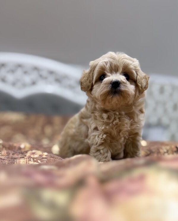 Raila Maltipoo Raila Maltipoo