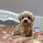 Raila-female-maltipoo-puppy-for-sale-1 (2)