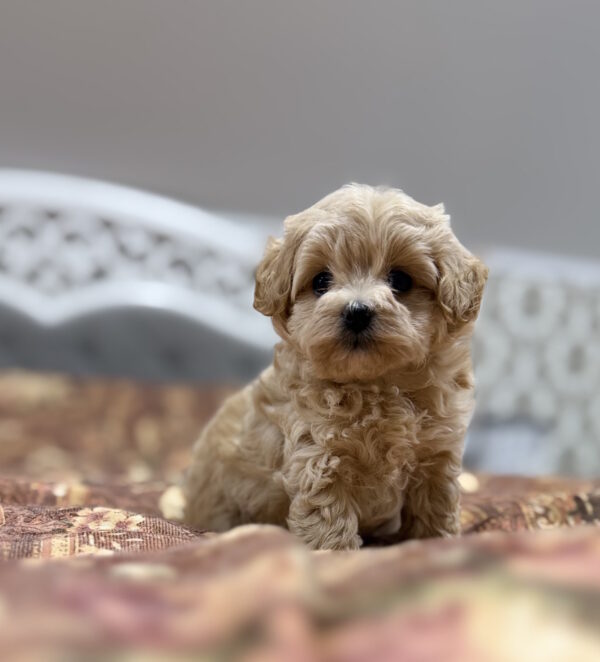 Raila Maltipoo Raila Maltipoo