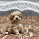 Rajah-male-maltipoo-puppy-for-sale-1 (1)