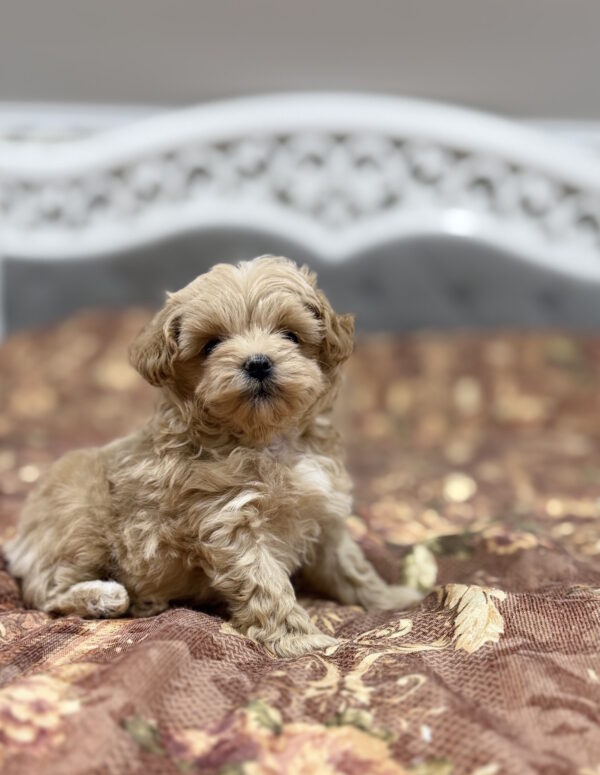 Rajah Maltipoo Rajah Maltipoo