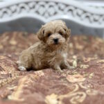 Rajah-male-maltipoo-puppy-for-sale-1 (2)