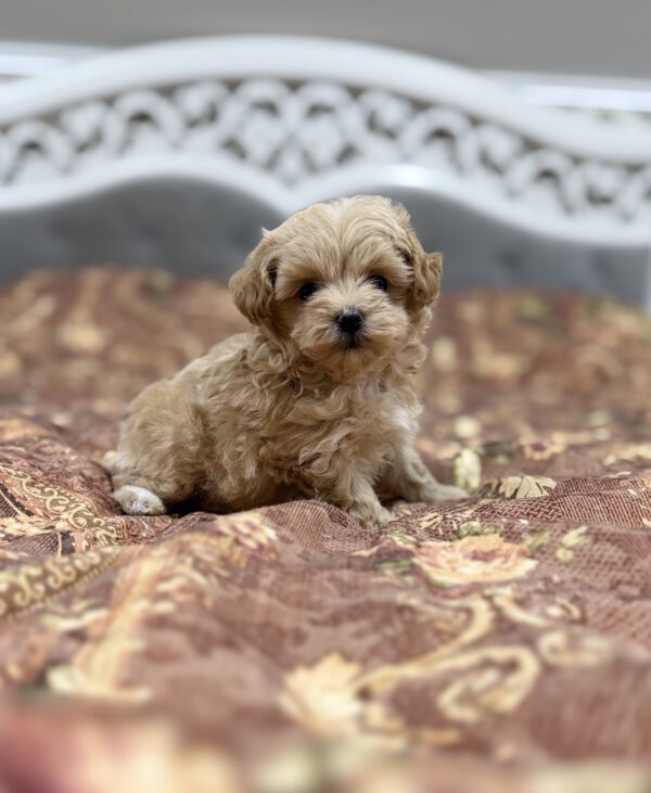 Rajah Maltipoo Rajah Maltipoo