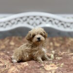 Rajah-male-maltipoo-puppy-for-sale-1 (3)