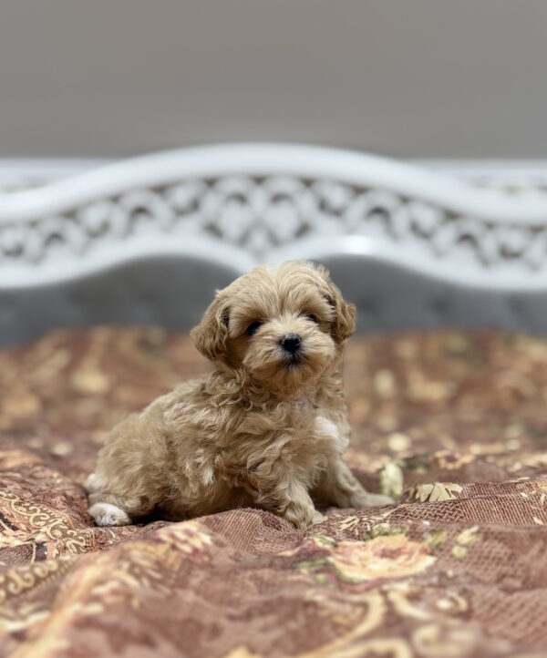 Rajah Maltipoo Rajah Maltipoo