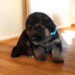 Ray-male-german-shepherd-puppy-for-sale- (1)