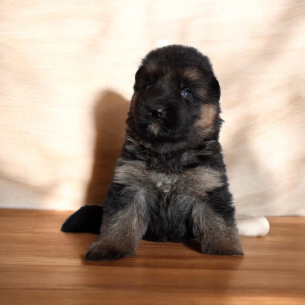 Ray German Shepherd Ray German Shepherd