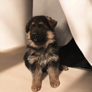 Ray German Shepherd Ray German Shepherd