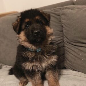 Ray German Shepherd Ray German Shepherd