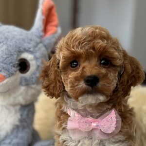 Rebeca Maltipoo Rebeca Maltipoo