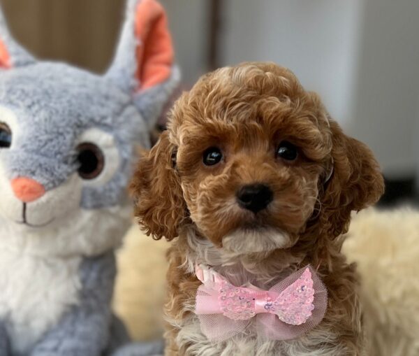 Rebeca Maltipoo Rebeca Maltipoo