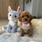 Rebeca-female-maltipoo-puppy-for-sale- (2)