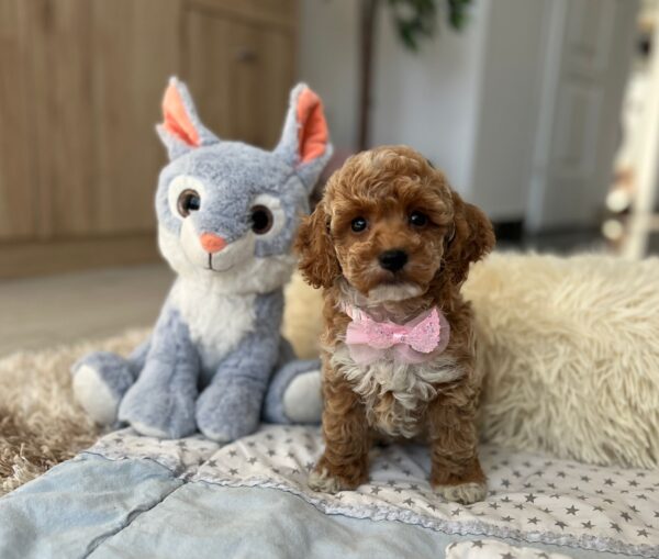 Rebeca Maltipoo Rebeca Maltipoo