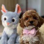 Rebeca-female-maltipoo-puppy-for-sale- (3)
